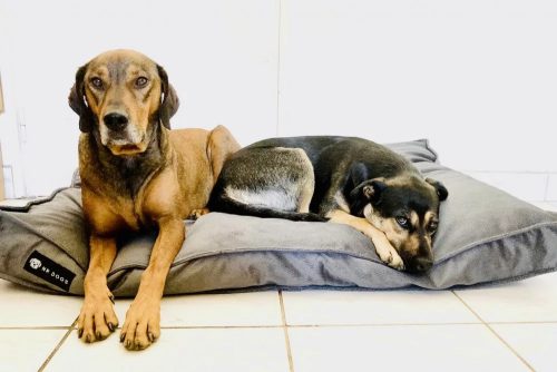 COMFORT KUTYAFEKHELY SOFT MAGIC - M