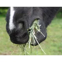 Aprított lucerna 20 kg