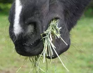 Aprított lucerna 20 kg