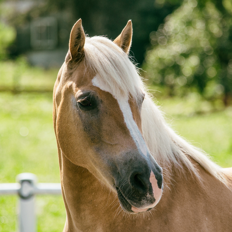 Mik az E-vitamin hiány jelei lovakban?